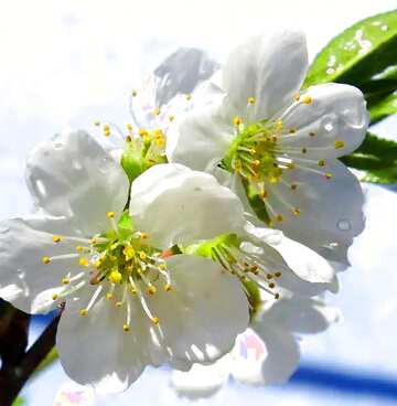 FX №4345 Image for profile picture Flowers of fruit trees.