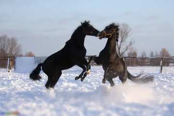 FX №4894 Fight horses in the snow