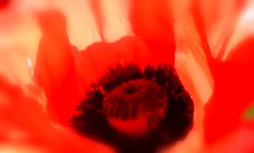 FX №42326 Poppy Flower blur frame fragment colse up