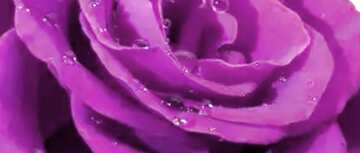 FX №47681 Фиолетового цвета. Фон роза с каплями.