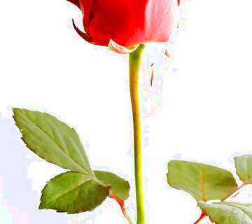 FX №47667 Обложка. Цветок красной розы.