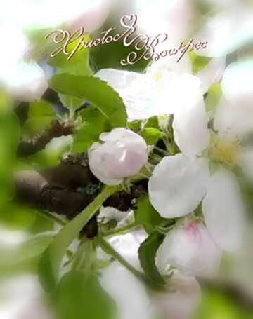 FX №48021 Apple trees in bloom christ inscription risen