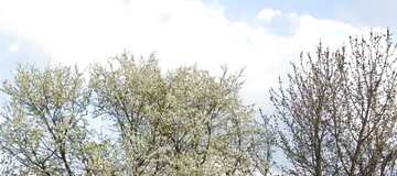 FX №49212 Обложка. Весенне цветение деревьев.
