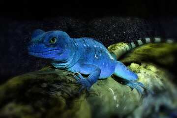 FX №5080 Blue color. Lizard.
