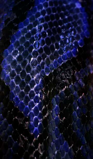 FX №5237 Blue color. The texture.  Color  Snake  skin..
