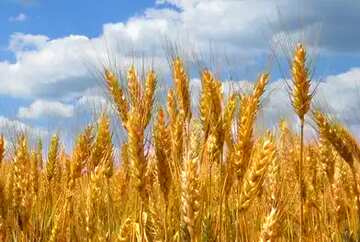 FX №5852 Bright colors. Ukrainian wheat.