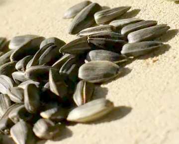 FX №5732 Image for profile picture Sunflower seeds.