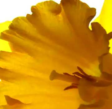FX №51348 Flower yellow  background