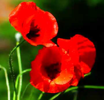 FX №53100 Beautiful poppies flowers  background