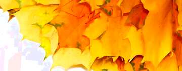 FX №54159 Обложка. Желтые  осенние листья изолированно.