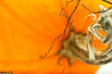 FX №56521 Curls pumpkin