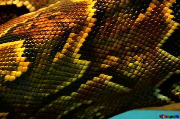 FX №57763 snake skin