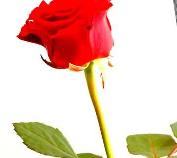 FX №58675 Abdeckung. Rote Rose Blume.