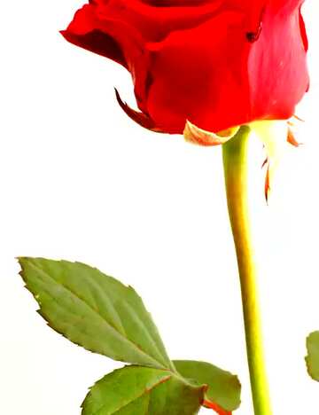 FX №58678 Abdeckung. Rote Rose Blume.
