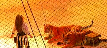 FX №58375 Abdeckung. Tiger tamer.