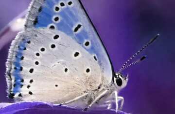 FX №6888 Blaue Farbe. Schmetterling auf Blatt. Hintergrund auf dem Desktop..
