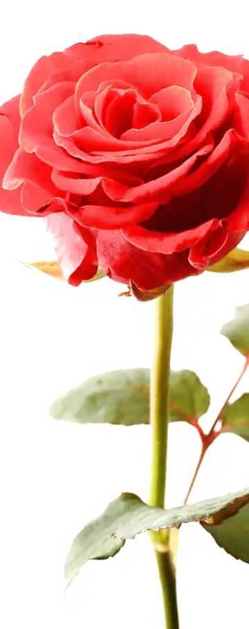 FX №6262 rose flower vertical background