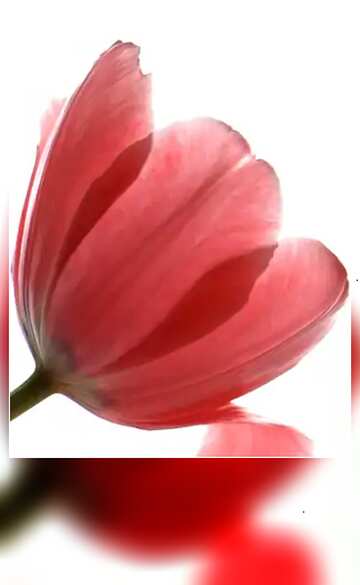 FX №63653 Tulips on white background card