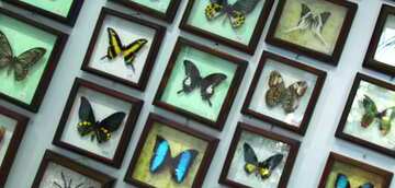FX №63908 Couverture. Collection papillons .