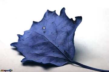 FX №64956 Couleur bleu clair. Feuille automne.