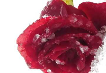 FX №64772 Red rose on snow