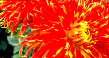 FX №64213 Couverture. Dahlia fleur rouge et jaune.