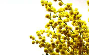 FX №65518  Branch yellow  mimosa flowers