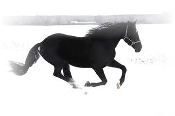 FX №65055 Horse running in the snow