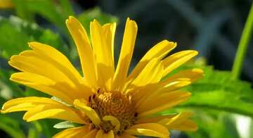 FX №66495 Yellow flower like daisy