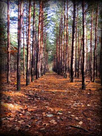 FX №66109 Pine forest autumn