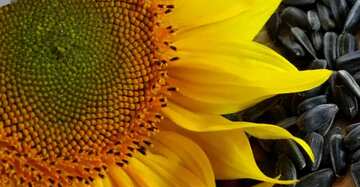 FX №67056  sunflower seed
