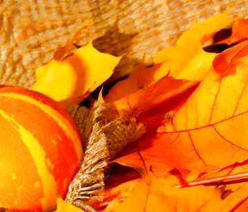 FX №67765 Wallpaper with pumpkin and autumn leaves