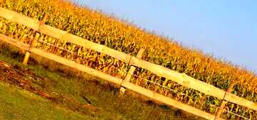 FX №67997 Couverture. Le champ de maïs derrière la clôture.