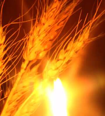 FX №68238 a plant burning