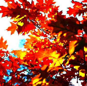 FX №68406 Beautiful Autumn leaves