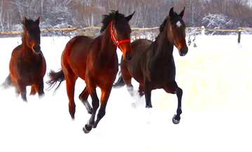 FX №7082  horses in the snow