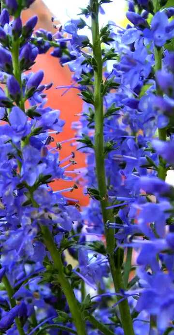 FX №70218 Long blue wild  flowers
