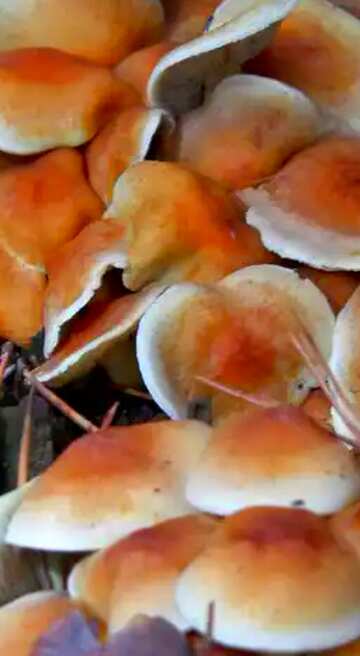 FX №70634 Dangerous forest  mushrooms