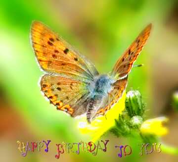 FX №73921  happy birthday butterfly
