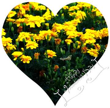 FX №74322 Marigold heart flowers 
