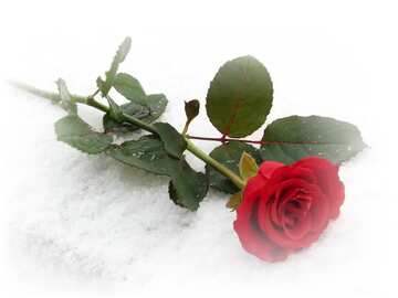 FX №74827 rose on snow 
