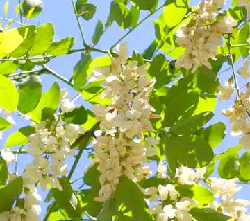 FX №75442 white flowers Acacia tree