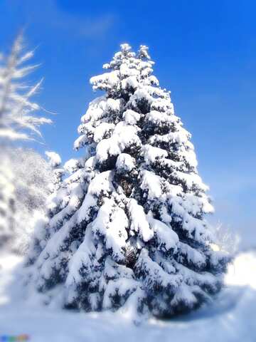 FX №77746 Snow  on  Christmas  Tree