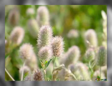 FX №77311 Weed  fluffy plants