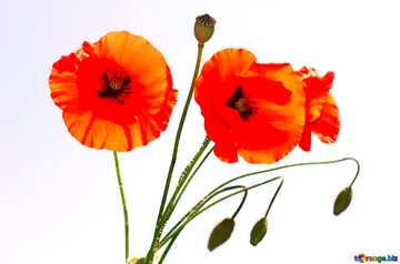 FX №78006 Bouquet of poppies isolated
