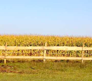FX №8078 corn field fence