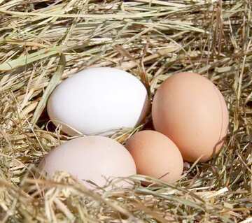 FX №8636 nest eggs