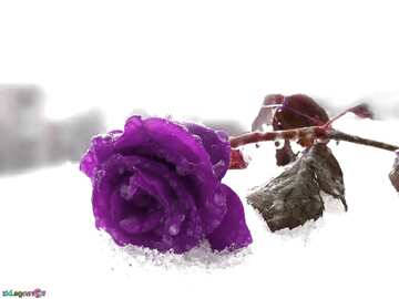 FX №8272 Blue Rose in the snow