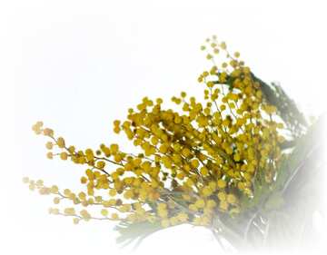FX №8307 isolated flower yellow mimosa