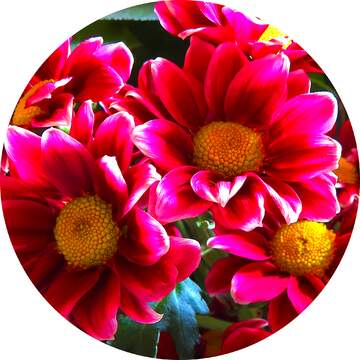 FX №82830 circle with flowers